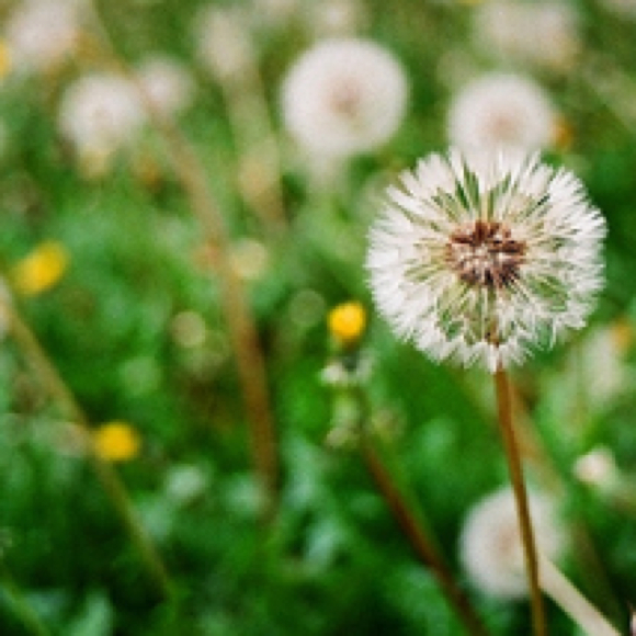 dandydandelions