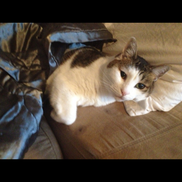 fuzzy12