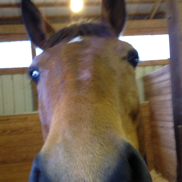 fathorse35