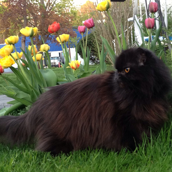 catsatmyrtle