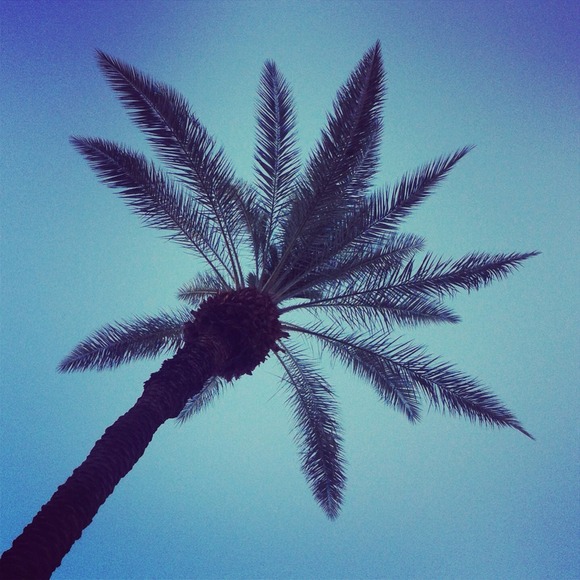 skcpalmtree