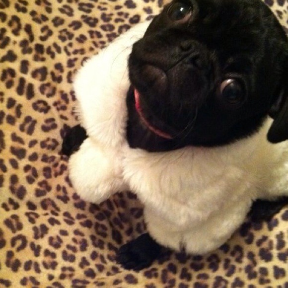 poshpug