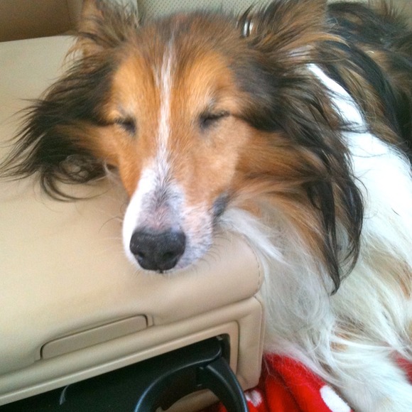 Poshmark profile picture for @bassett