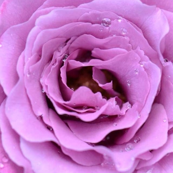 kjsflores