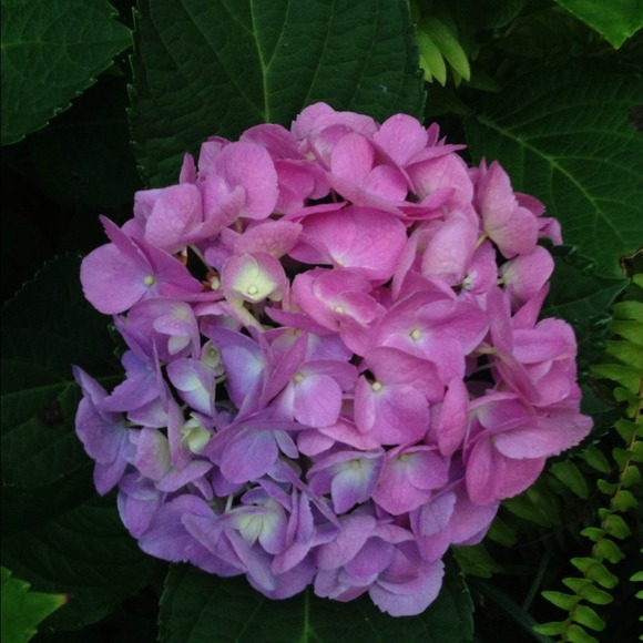 sgm272