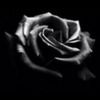 liorsamir1
