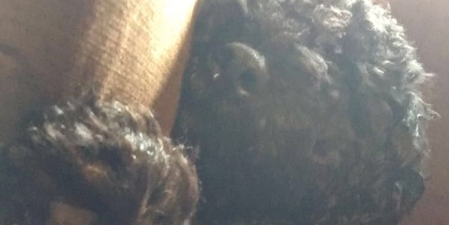 Poshmark banner for @sheep