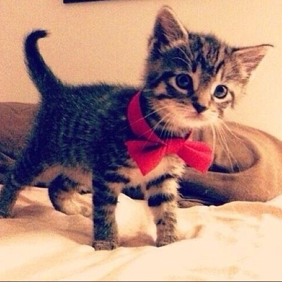 meow_itslaila