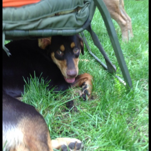 puppylover