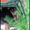 puppylover