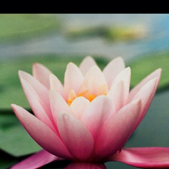 yam2524_thai