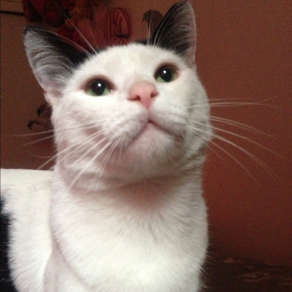 unikornzandkatz