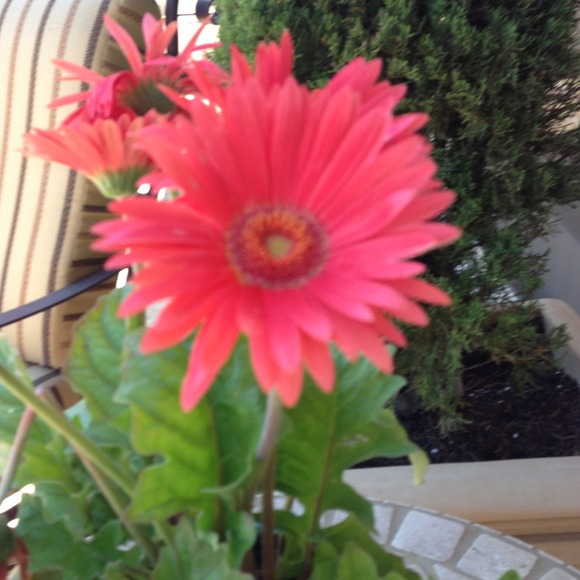 danid83