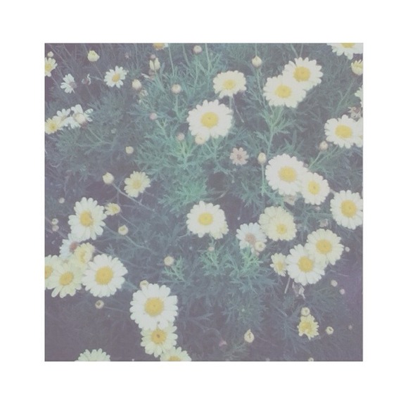 Poshmark profile picture for @polaroid