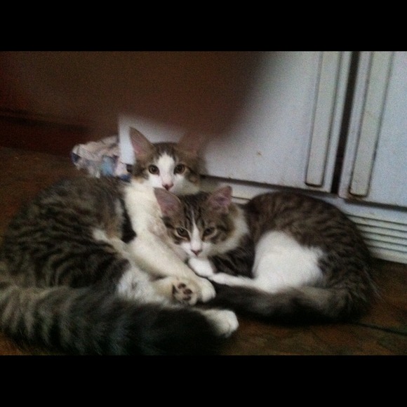 katz4eva