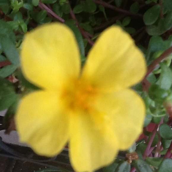 yellowbloom