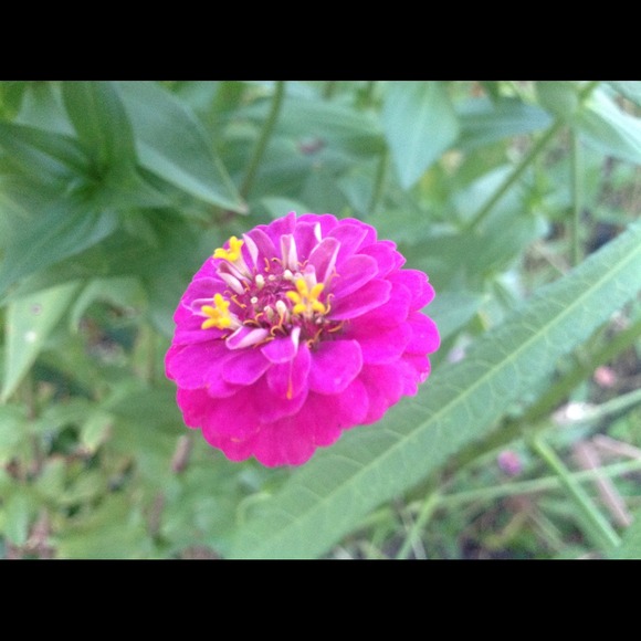 zinnia77508