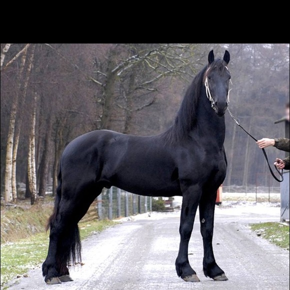 caballo