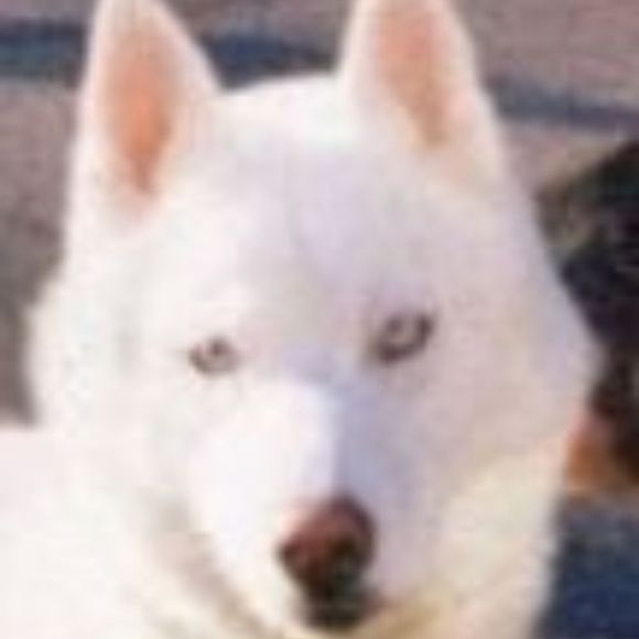 whitehusky