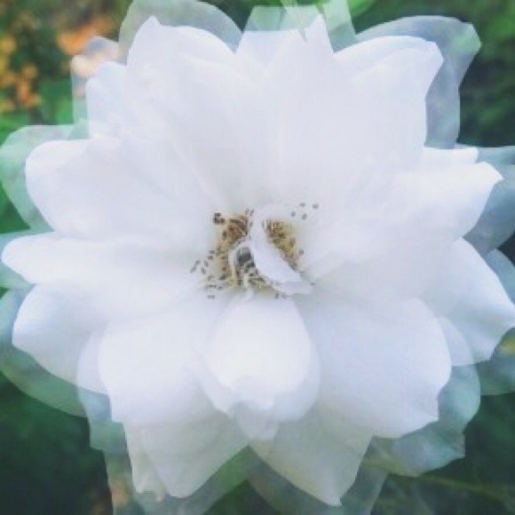 poppyemma