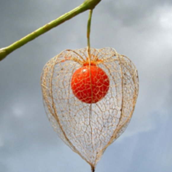 spilutelprup