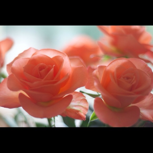 springtime_rose