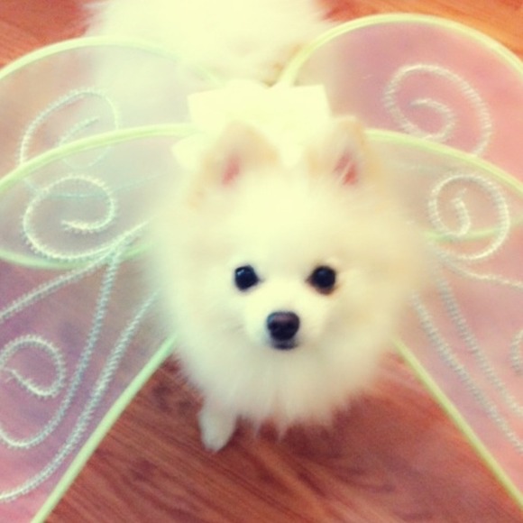 louiethep