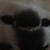 anticute1