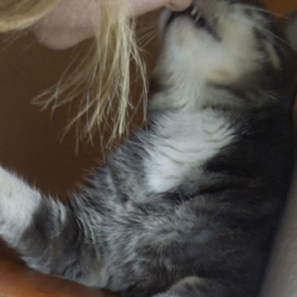 bunnycat