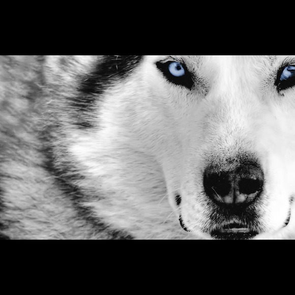 wolfy15