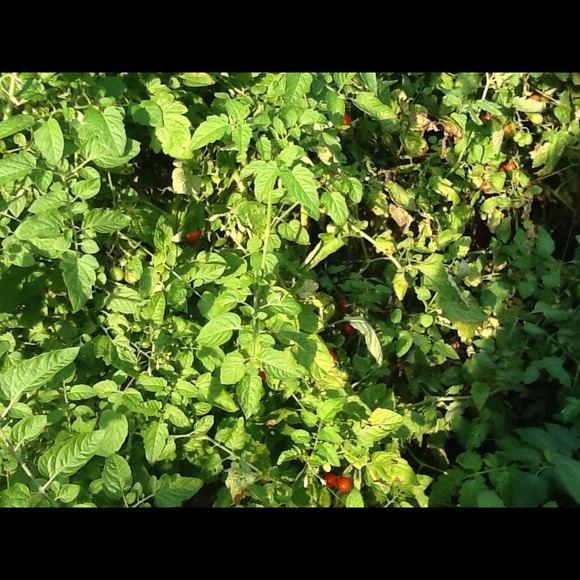 irmaca58