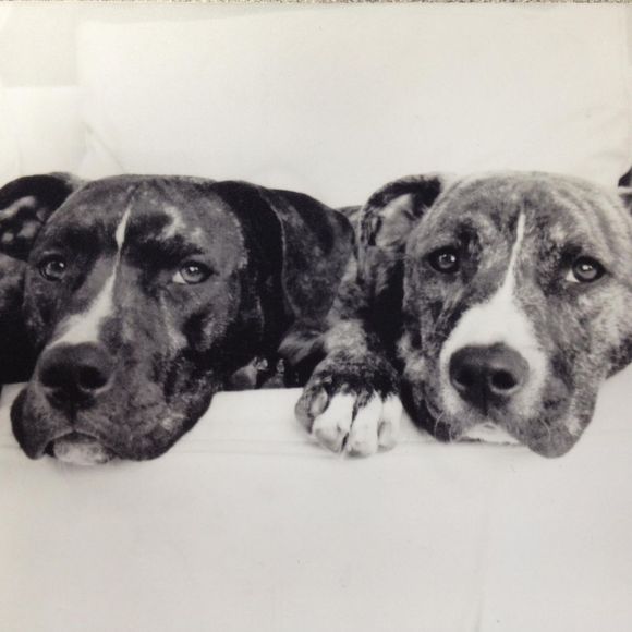 pibbles