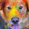 _tucker_puppy