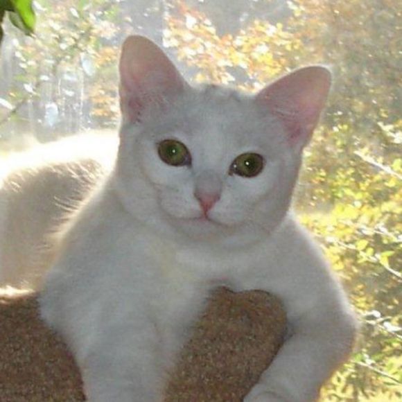 christkitty