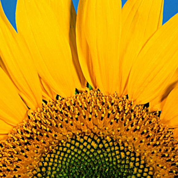 sunflower55
