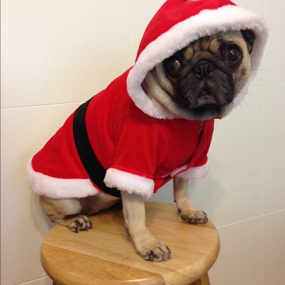 shoppingpug
