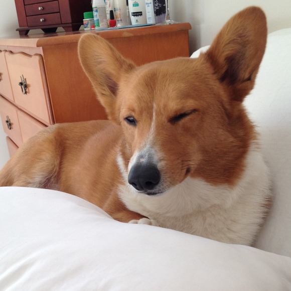 corgis1010