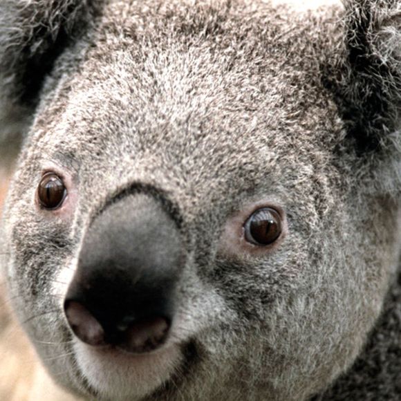danagax