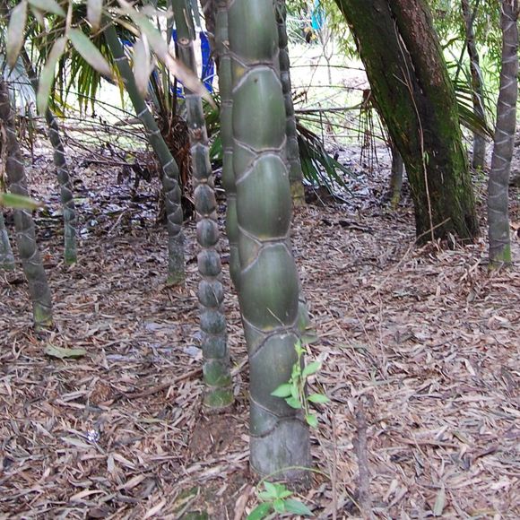 liuyunliu