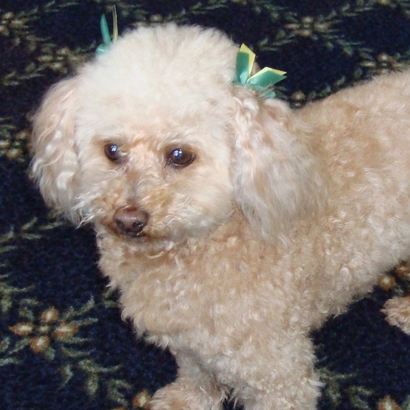 marybethbegley
