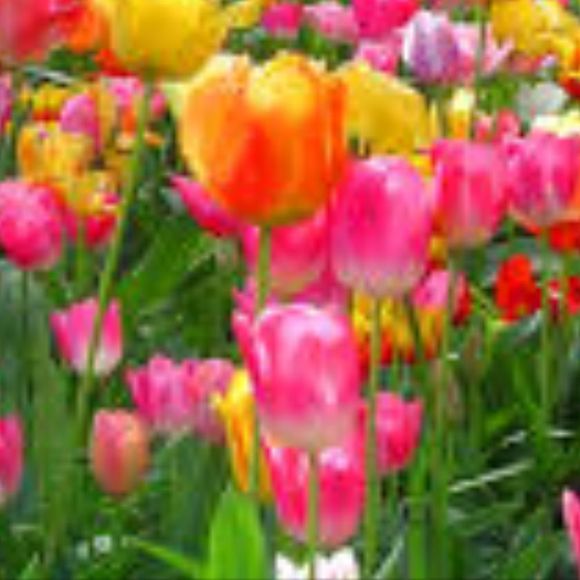 springdreams
