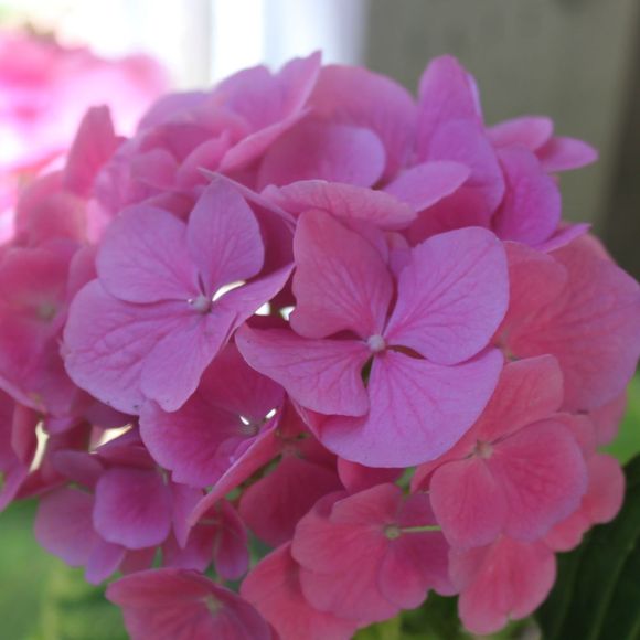 hydrangeagurl