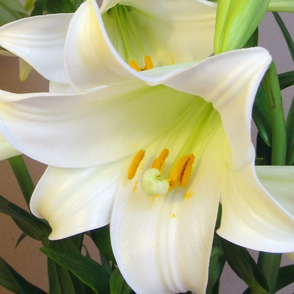 lillil222