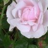 maram66