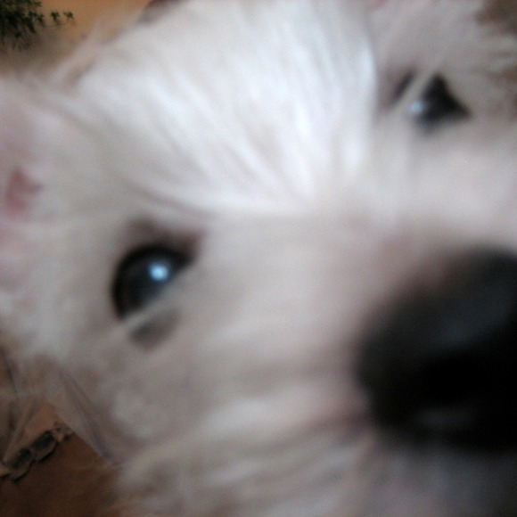 baldo