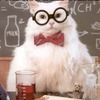 cat1234