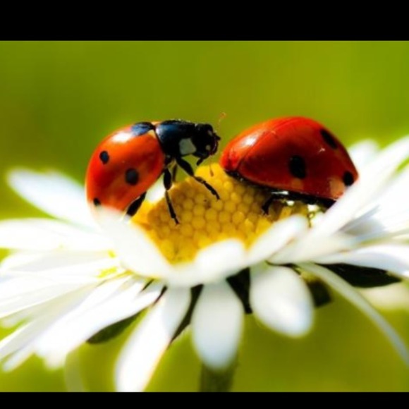 ladybugg30