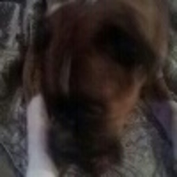 boxerhead