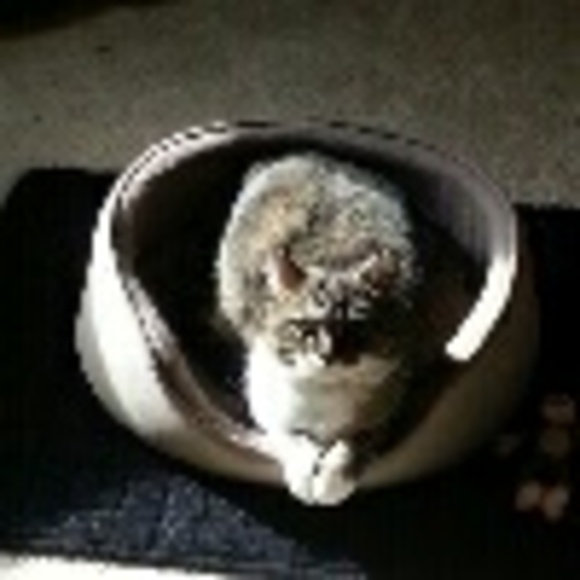 abbycat2012