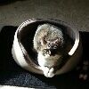 abbycat2012